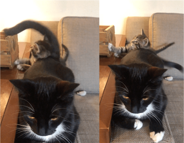 출처: Reddit / 어미 고양이 꼬리에 관심 생긴 아기 고양이