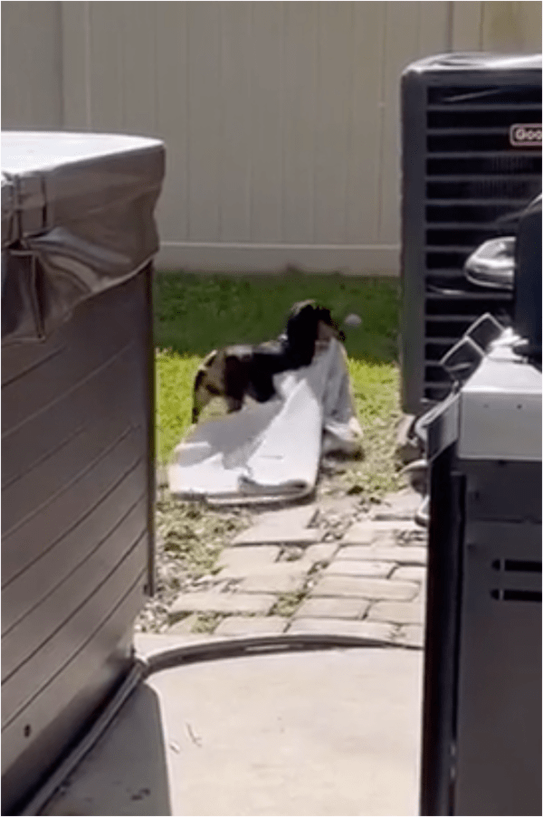 출처: Reddit / 일광욕을 즐기기 위해 담요를 까는 강아지