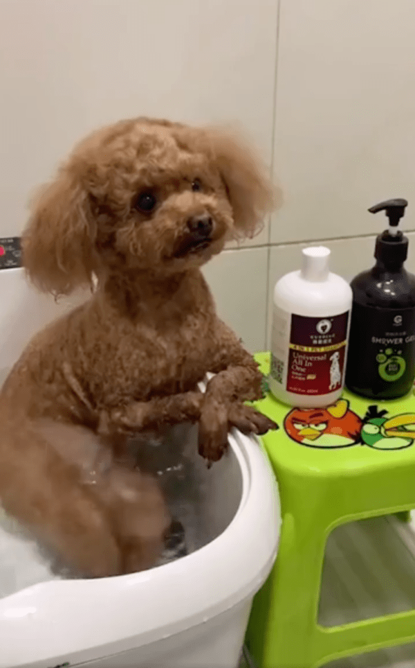 출처: Reddit / 반신욕을 즐기는 강아지