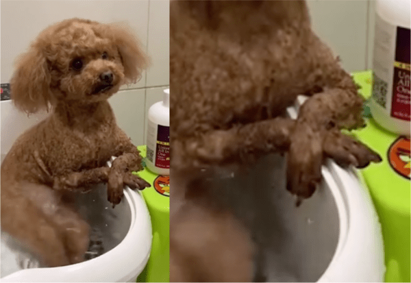 출처: Reddit / 반신욕에 최적인 자신만의 자세가 있는 강아지