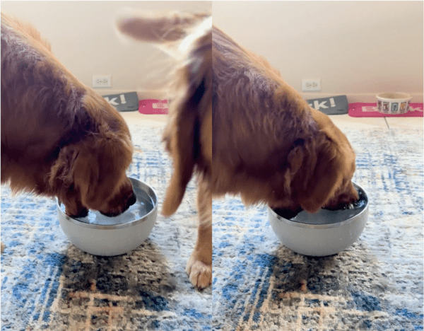 출처: Reddit / 물그릇에 입을 담그는 강아지