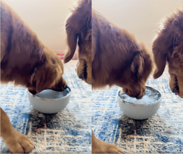 출처: Reddit / 얼음 꺼내기 다시 시도하는 강아지