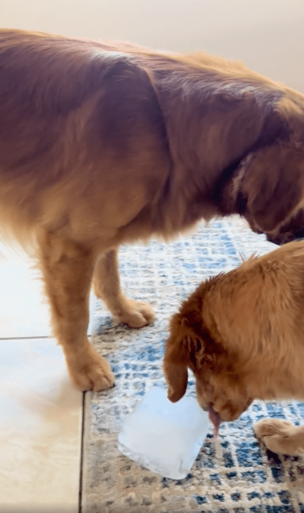 출처: Reddit / 친구를 위해 얼음을 꺼낸 강아지