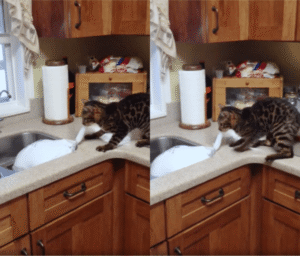 추수감사절은 내가 먼저 지낼 거야! 칠면조를 노리는 ㅇㅇㅇ?