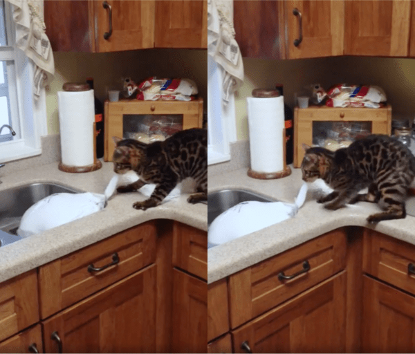 출처 : Reddit / 칠면조를 먹기 위한 아기 고양이의 노력