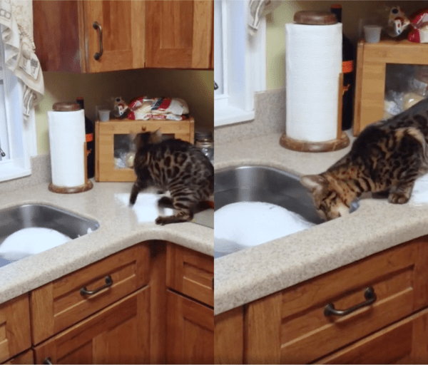 출처 : Reddit / 포기하지 않고 칠면조를 끌어 올리려고 계속 노력하는 고양이