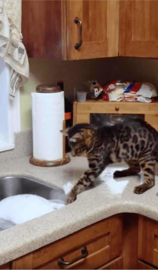 출처 : Reddit / 끝내 칠면조를 꺼내지 못한 고양이