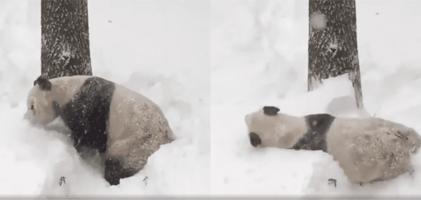 출처 : Reddit / 눈을 즐기는 중인 판다