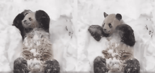 출처 : Reddit / 눈 속에서 행복한 판다의 모습