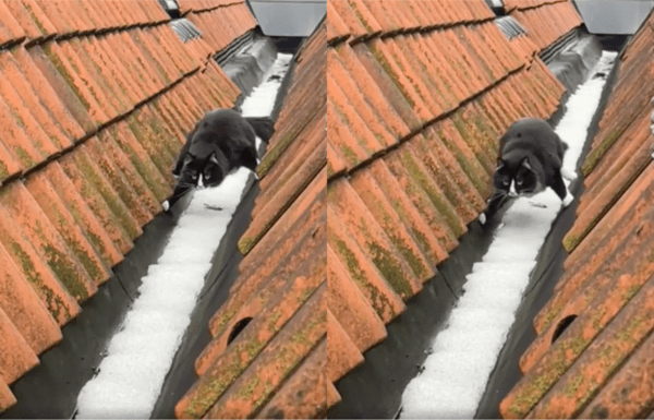 출처 : Reddit / 지붕 위 쌓인 눈을 절대 밟지 않으려는 고양이