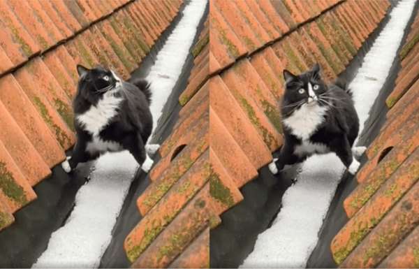 출처 : Reddit / 오는 내내 아슬아슬하게 눈을 밟지 않은 고양이