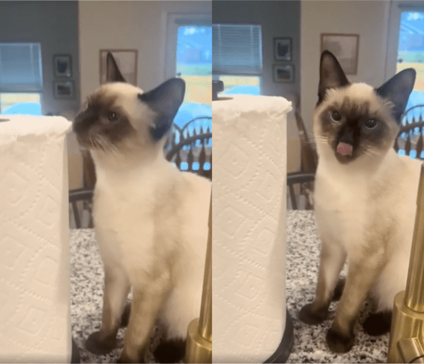 출처 : Reddit / 혀까지 낼름거리는 고양이