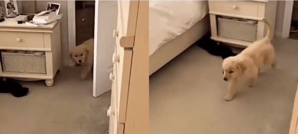 출처 : Reddit / 방으로 들어오는 아기 리트리버