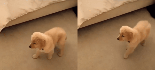 출처 : Reddit / 무언갈 보고 멈칫 하더니 뒷걸음질 치기 시작한 아기 리트리버