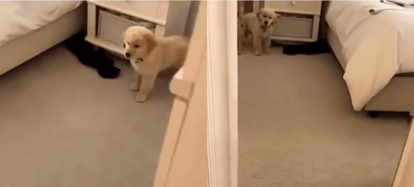 출처 : Reddit / 거울에 비친 자기 모습이 낯선 리트리버