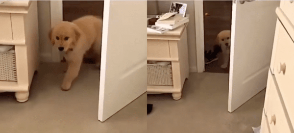 출처 : Reddit / 방에서 점점 더 멀어지는 강아지