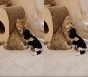 우리 아기 강아지~엄마 같은 고양이의 다정한 그루밍