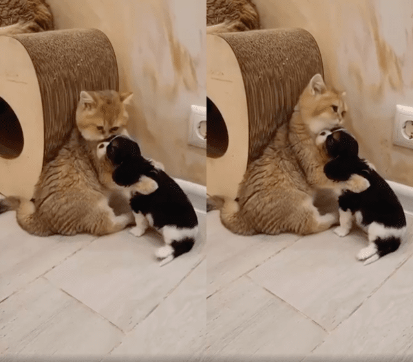 출처 : Reddit / 고양이에게 안겨 있는 아기 강아지