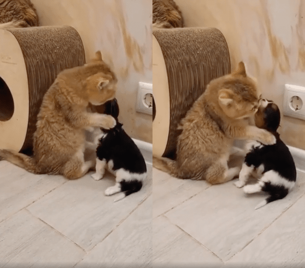 출처 : Reddit / 아기 강아지를 그루밍해주는 고양이