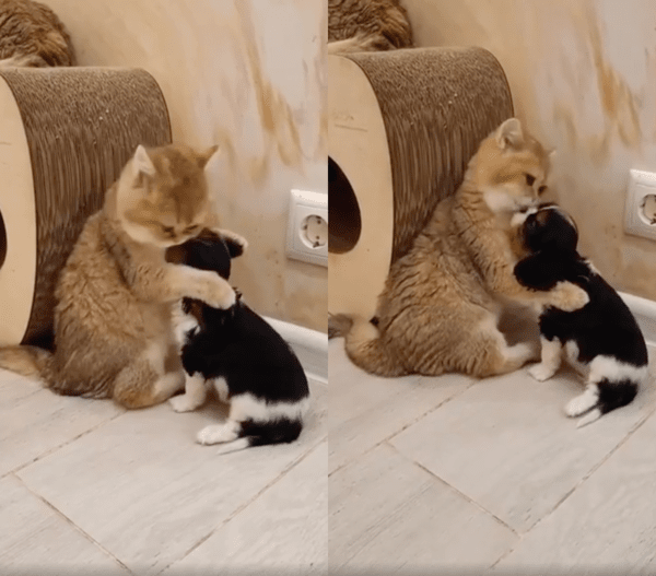 출처 : Reddit / 고양이 품이 너무 편한 아기 강아지