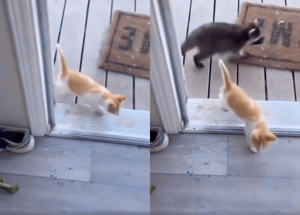 출처 : Reddit / 라쿤을 집으로 초대한 아기 고양이