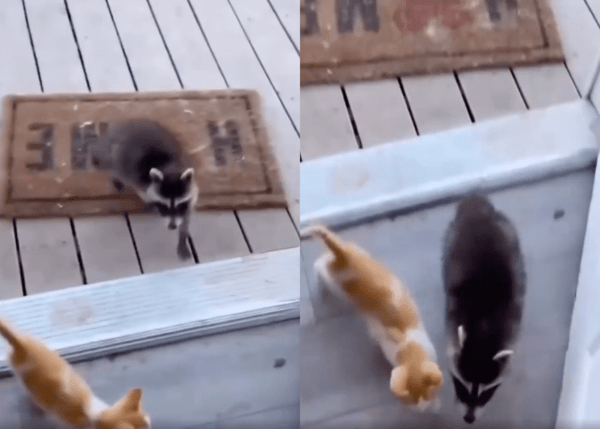 출처 : Reddit / 망설이지 않고 집으로 자연스럽게 들어오는 라쿤