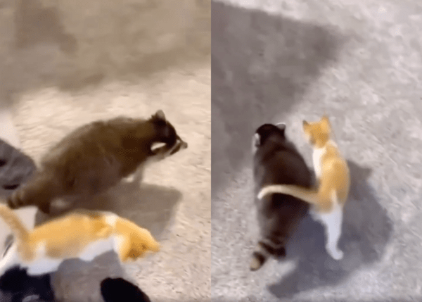 출처 : Reddit / 라쿤 옆에서 떨어지지 않고 꼬리로 쓰다듬는 고양이