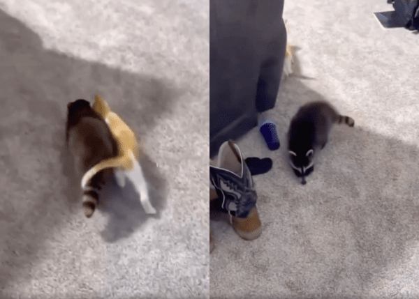 출처 : Reddit / 집으로 들어온 후 자유롭게 다니는 라쿤