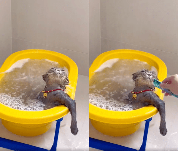 출처 : Reddit / 따뜻한 물에 몸을 담그고 있는 고양이