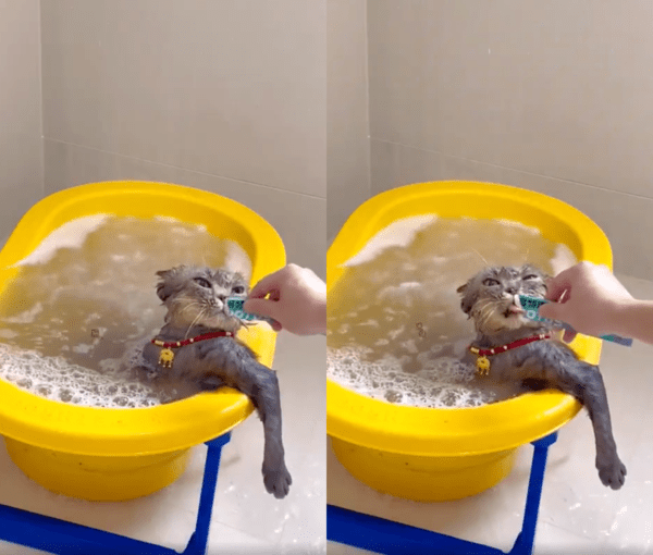 출처 : Reddit / 목욕 중 츄르를 맛있게 먹고 있는 고양이