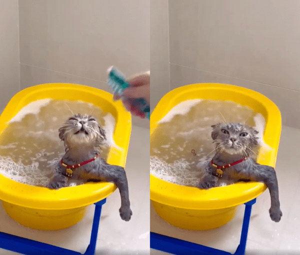 출처 : Reddit / 떠나는 츄르가 아쉽기만 한 고양이