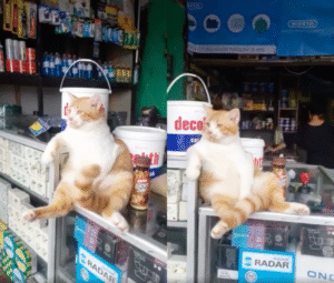 내 앞에서 뭐 훔치기만 해봐! 가게를 지키는 고양이