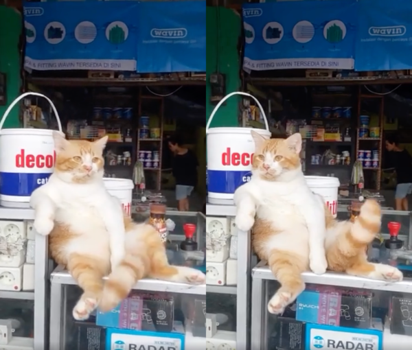 출처 : Reddit / 좌우를 살펴보며 수상한 사람이 없는지 확인하는 고양이