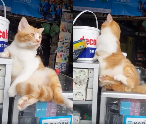 출처 : Reddit / 앉았던 자세를 한번 바꿔주는 고양이