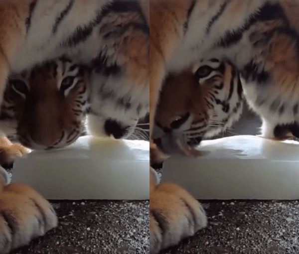 출처 : Reddit / 산양유 얼음을 핥고 있는 호랑이들