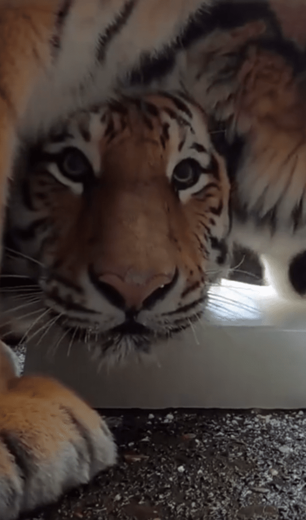 출처 : Reddit / 산양유 얼음으로 더위를 이겨내고 있는 호랑이들