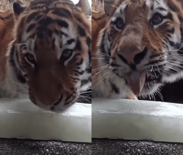 출처 : Reddit / 너무 맛있는지 할짝거리며 산양유 얼음을 핥는 호랑이들
