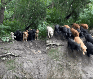다 같이 계곡 여행 온 듯한 리트리버 가족들