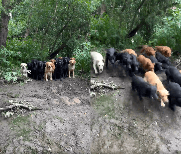 출처 : Reddit / 준비 땅! 소리에 맞춰서 물속으로 들어가는 리트리버들