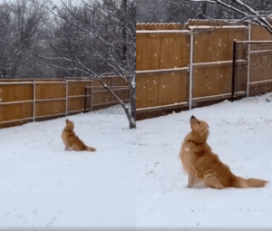 눈이 너무 아름다워… 하늘을 바라보고 있는 강아지