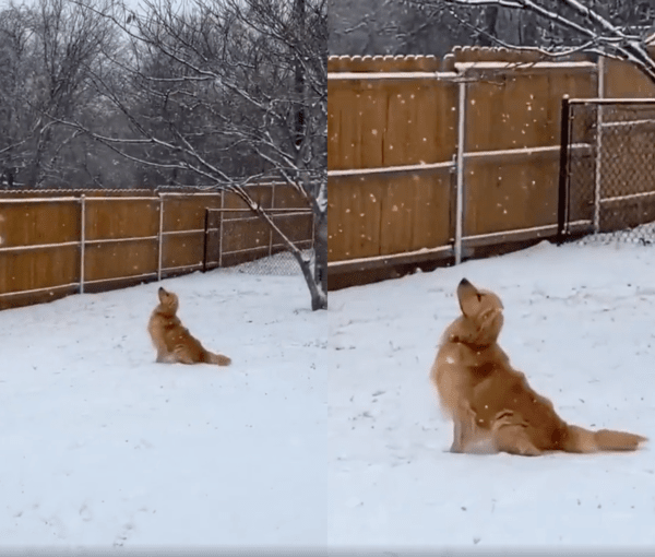 출처 : Reddit / 하늘에서 떨어지는 눈을 바라보는 강아지