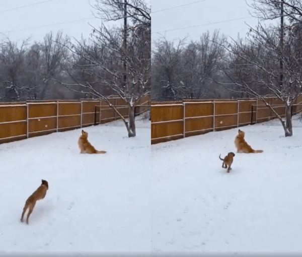 출처 : Reddit / 눈을 바라보는 강아지에게 뛰어가는 다른 강아지