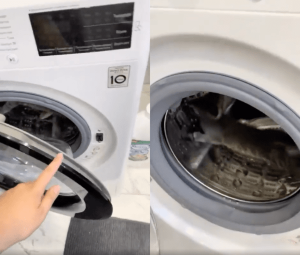 출처 : Reddit / 세탁기 안을 보니 통에 들어가 있는 아기 고양이