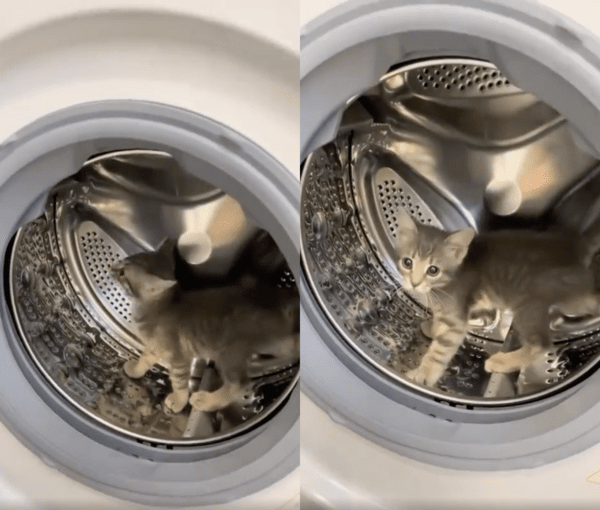 출처 : Reddit / 캣휠처럼 돌고 있는 아기 고양이