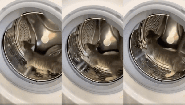 출처 : Reddit / 캣휠처럼 너무 신나게 세탁기 안에서 놀고 있는 아기 고양이