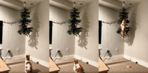 크리스마스 트리에 장식하고 싶은 고양이의 행동은?