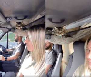 엄마 아빠와 함께 하는 여행에 빠질 수 없는 고양이들