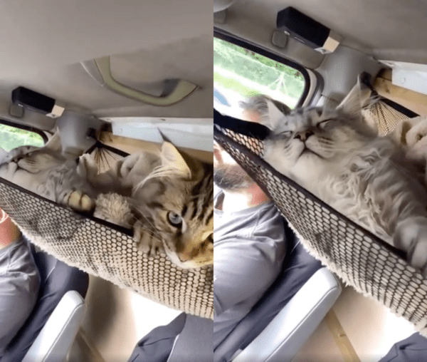 출처 : Reddit / 심지어 너무 편안하게 자는 한 고양이