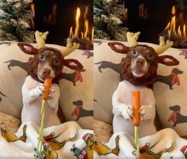 출처 : Reddit / 루돌프 모자를 쓰고 당근을 쥐고 있는 닥스훈트