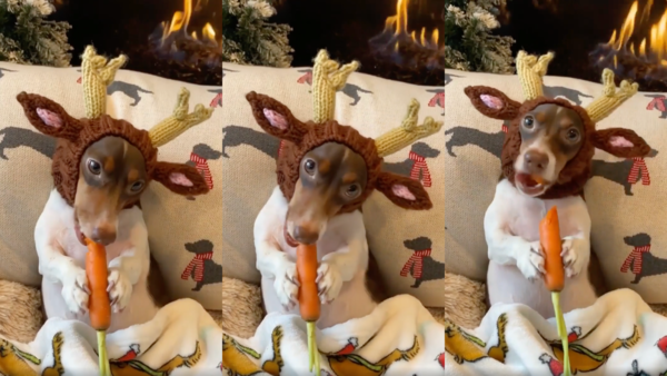 출처 : Reddit / 당근을 엄청 맛있게 먹는 루돌프 닥스훈트